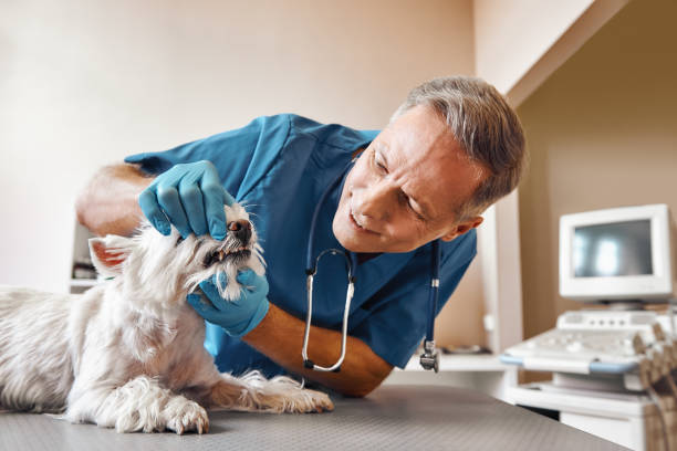 Best Emergency Dental Care for Trauma or Injury in Buchanan, VA